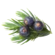 Juniper Berries